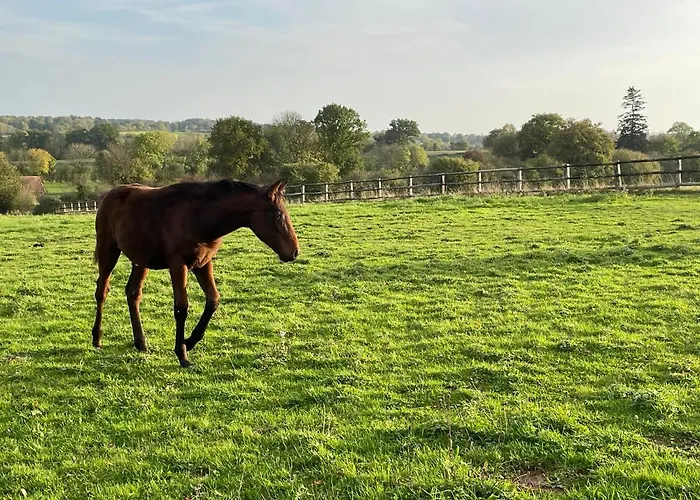 Du Chateau De La Motte Joue-du-Plain